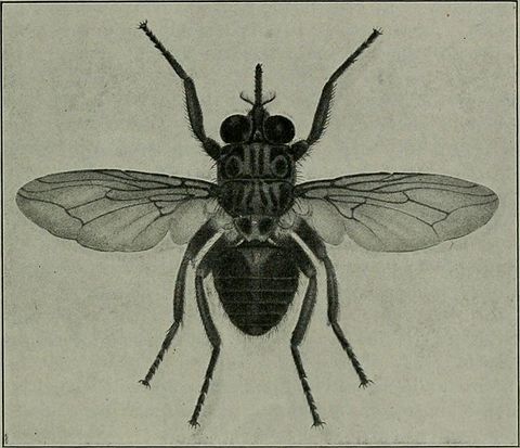 La mouche tsé-tsé transmet le parasite de la maladie du sommeil. Source: Wikimedia Commons.