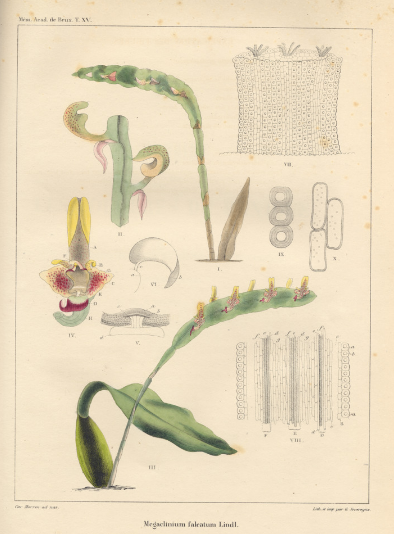 Bron: "Recherches sur le mouvement et l'anatomie du labellum du Megaclinium falcatum", in: Nouveaux mémoires de l’Académie Royale des Sciences et Belles-Lettres de Bruxelles, d. 15, Brussel: M. Hayez, 1842,na pagina 22.