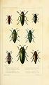 100px-Insectes.jpg