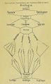 Carnoy Biological Disciplines.jpeg