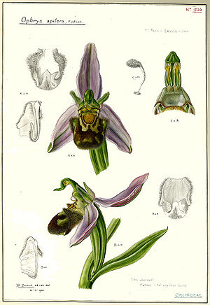 Source: Diagre, Denis,"Biografie Hélène Durand", dans le Gallery of botanists sur le site du Jardin Botanique national