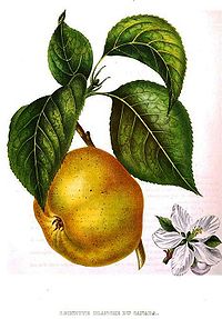 Annales de pomologie belge et étrangère, vol. 2, 1854.