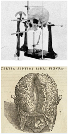 Schedel met craniometrische apparatuur, 1902 (boven). Gedissecteerde schedel in Vesalius’ beroemde werk De Fabrica, 1543 (onder).